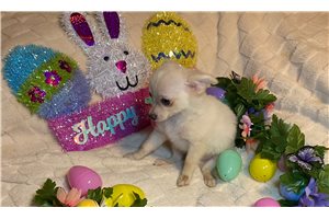 Levi - Chihuahua for sale