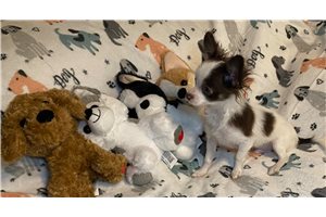 Alexandro - Chihuahua for sale