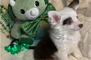 Lucas - puppy for sale