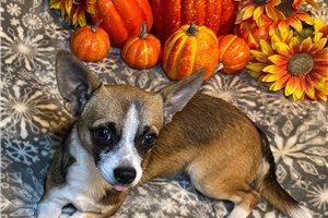 Alex - Chihuahua for sale