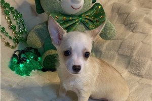 Liam - puppy for sale