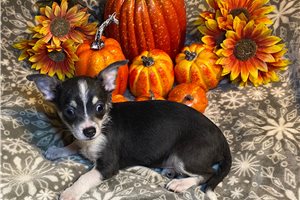 Baron - Chihuahua for sale