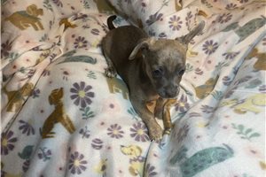 Alexei - Chihuahua for sale