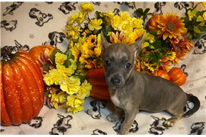 Alexei - Chihuahua for sale