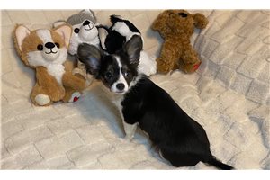 Dawson - Chihuahua for sale