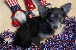 Logan - Chihuahua for sale