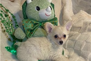Levi - puppy for sale