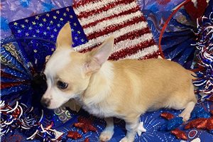 Liam - Chihuahua for sale