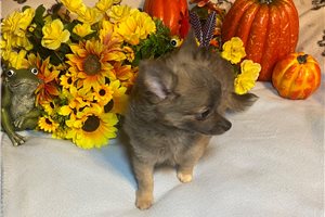 Benson - Chihuahua for sale