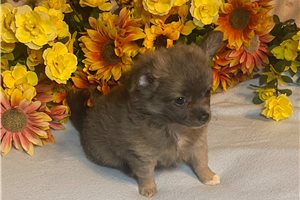 Benson - puppy for sale