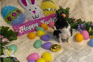 Dawson - Chihuahua for sale