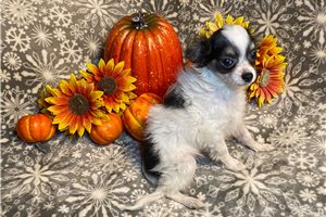 Brynlee - puppy for sale