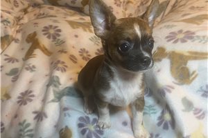 Adara - Chihuahua for sale
