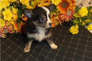 Brooklyn - puppy for sale