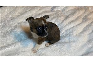Adara - puppy for sale