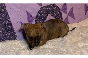 Abigail - puppy for sale