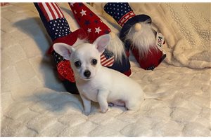 Jonah - Chihuahua for sale