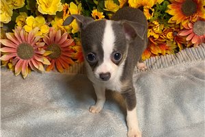 Blaire - Chihuahua for sale