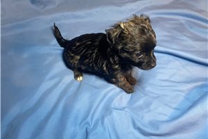Alfred - puppy for sale
