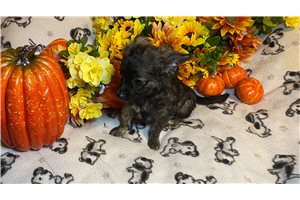 Alfred - Chihuahua for sale