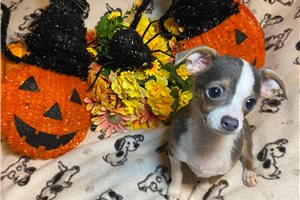 Blaire - Chihuahua for sale