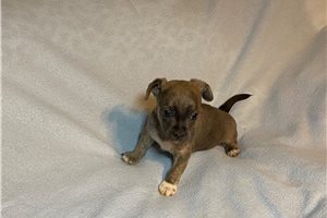 Alexei - Chihuahua for sale