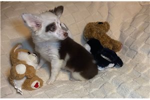 Lucas - Chihuahua for sale