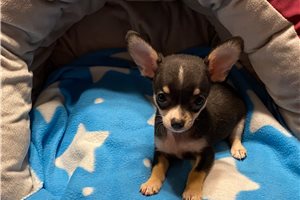 Sigmund - puppy for sale