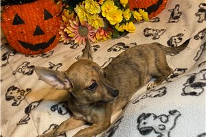 Bonnie, a Chihuahua puppy