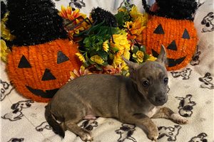 Alexei - Chihuahua for sale