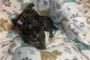 Alfred - Chihuahua for sale