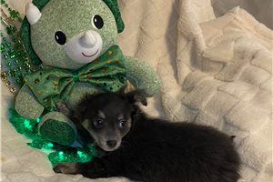 Logan - Chihuahua for sale