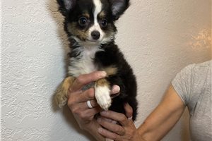 Brooklyn - Chihuahua for sale