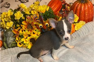 Blaire - Chihuahua for sale