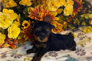 Callie - Yorkshire Terrier - Yorkie, placed in Oklahoma City