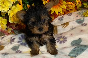Christy - Yorkshire Terrier - Yorkie, placed in Oklahoma City