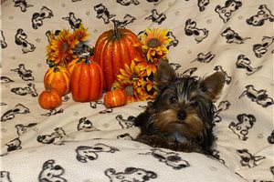 Hailey - puppy for sale