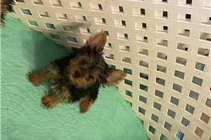 Cleo - Yorkshire Terrier - Yorkie for sale