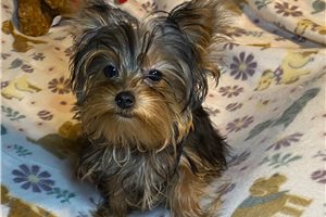 Carlos - Yorkshire Terrier - Yorkie for sale