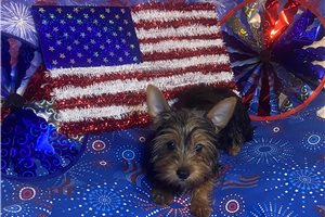 Cleo - Yorkshire Terrier - Yorkie for sale