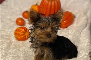 Cecilia - puppy for sale