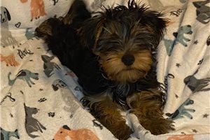 Bill - Yorkshire Terrier - Yorkie for sale