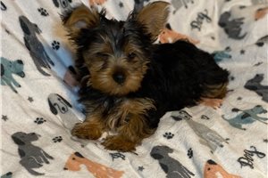 Beto - Yorkshire Terrier - Yorkie for sale