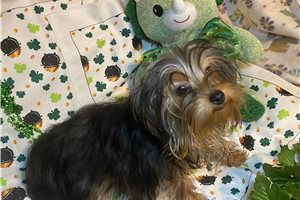 Carlos - Yorkshire Terrier - Yorkie for sale