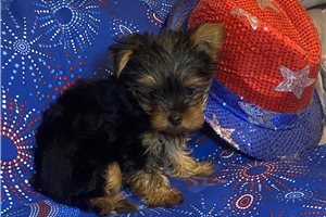 Melissa - Yorkshire Terrier - Yorkie for sale