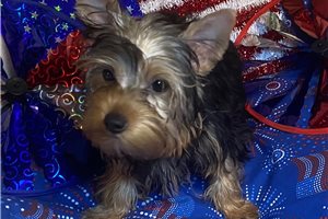 Conner - Yorkshire Terrier - Yorkie for sale