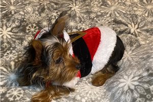 Catalina - puppy for sale