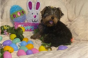 Bill - Yorkshire Terrier - Yorkie for sale