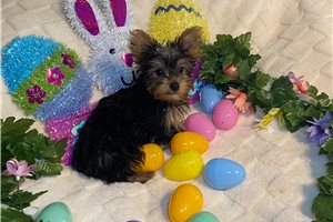 Conner - Yorkshire Terrier - Yorkie for sale