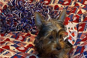 Cleo - Yorkshire Terrier - Yorkie for sale